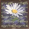 Daisy*