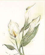 Calla Lilies