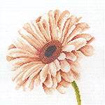 African Daisy