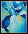 Blue Iris